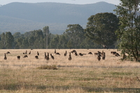 Kängurus vor den Grampian Mountains