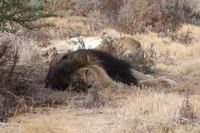 Löwe in Südafrika