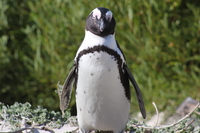 Pinguin